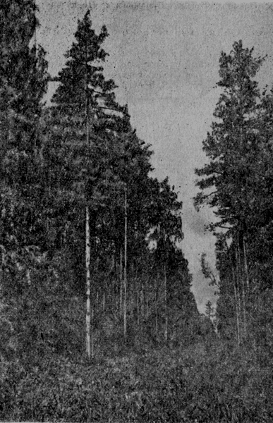 Рис. 9. Сосняк с липовым подлеском. Фото автора