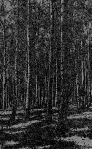 Рис. 43. Березовый лес из березы бородавчатой в Подмосковье