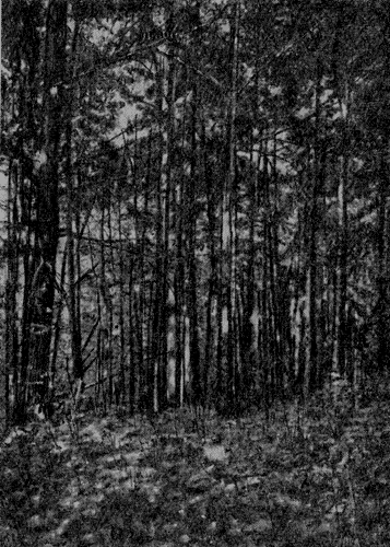 Рис. 51. Грабовый лес в возрасте 55 лет в Одесской обл. Фото автора