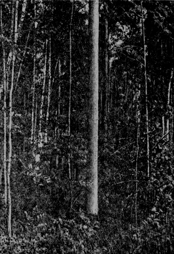 Рис. 62. «Плюсовое дерево» ясеня обыкновенного в ясеннике снытевом в Рундальском лесничестве Латвийской ССР