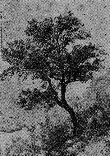 Рис. 82. Одиночное дерево алычи на Триалетском хребте в Грузии