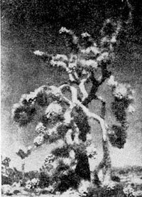  (Yucca brevifolia)   