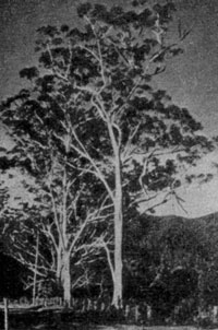   (Eucalyptus grandis)