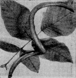           Heterophragma   adenophyllum.