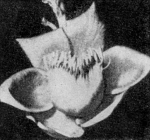         (Couroupita guianensis).