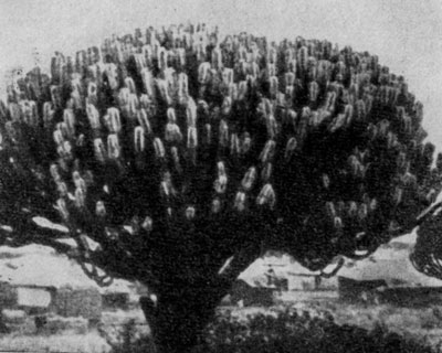    Euphorbia           .