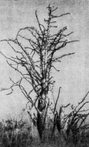 Pachypodium lealii   ().     .