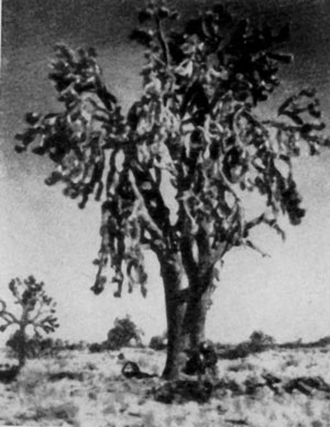   (Yucca brevijella),  ,    20 ,       .    -  .