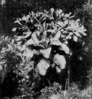    (Senecio leucadendron)     (  ).