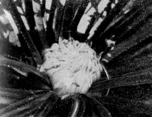    (Cycas circinalis)    .