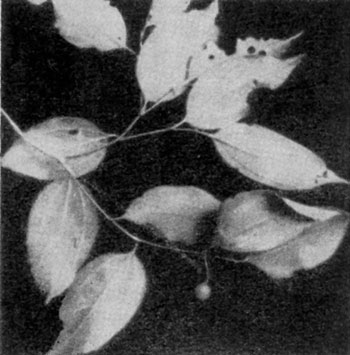   (Celtis cinnamomea)       ,   .