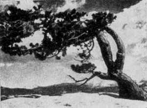   (Pinus jeffreyi)    ,       .