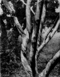 Eucalyptus cassia  ,        ()    .