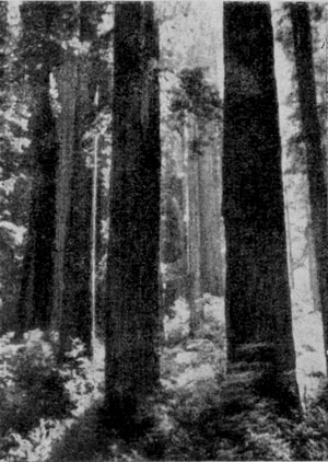  (Sequoia sempervirens)     .
