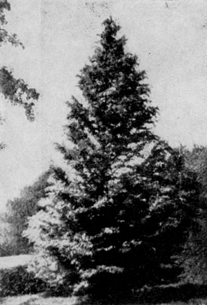    (Metasequoia glyptostroboides)   .