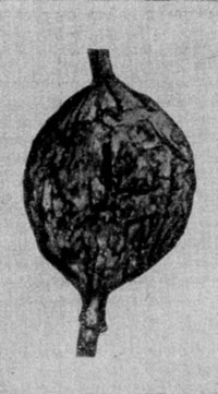     (Ceiba parvifolia)      .