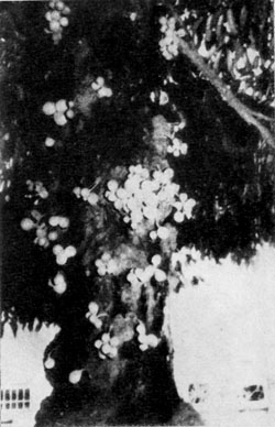    (Stelechocarpus burakol      .     .