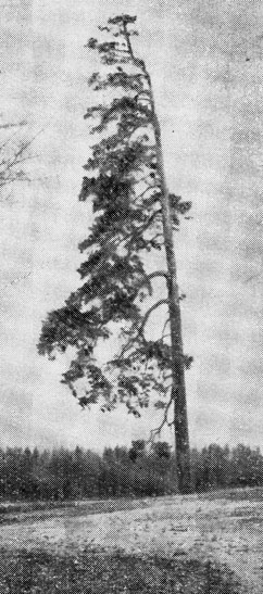 Рис. 1. Флаговидная крона сосны, сформировавшаяся под влиянием ветра