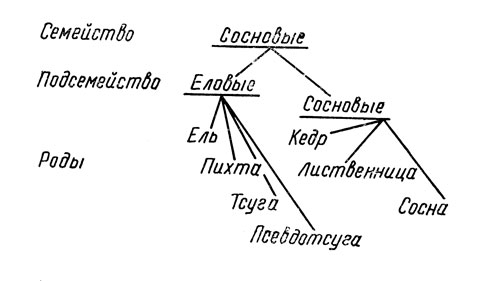 Рис. 9. Филогенетическая система семейства сосновых