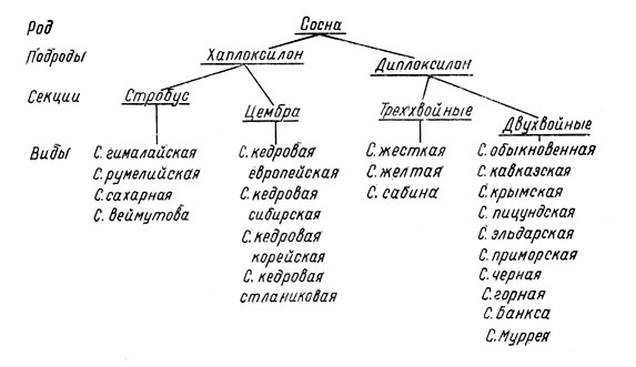 Рис. 15. Филогенетическая система рода сосна