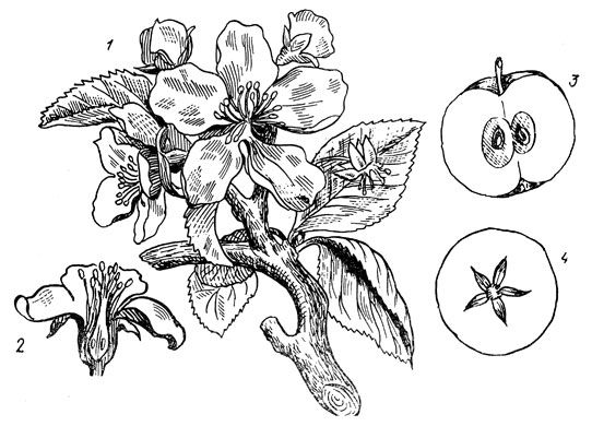 Рис. 24. Яблоня: 1 - соцветие; 2 - цветок в разрезе; 3 - ложный плод; 4 - поперечный разрез ложного плода