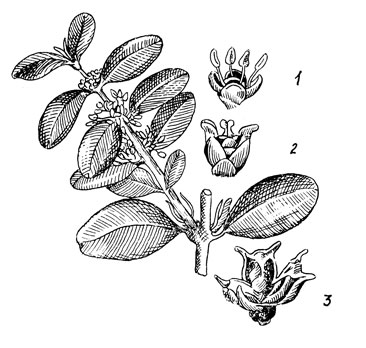 Рис. 32. Самшит вечнозеленый: 1 - мужской цветок; 2 - женский цветок; 3 - раскрывшаяся коробочка