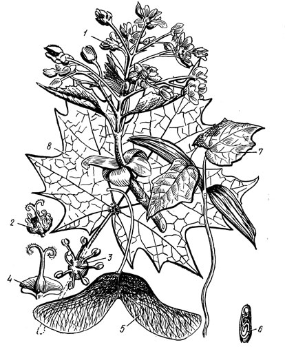 Рис. 33. Клен остролистный: 1 - соцветие; 2 - обоеполый цветок без околоцветника; 3 - мужской цветок; 4 - пестик; 5 - плод; 6 - семя в разрезе; 7 - всход; 8 - лист