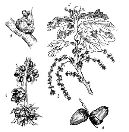 Рис. 43. Дуб черешчатый: 1 - побег; 2 - мужское соцветие; 3 - женское соцветие; 4 - мужские цветки; 5 - женский цветок; 6 - желуди с плюской