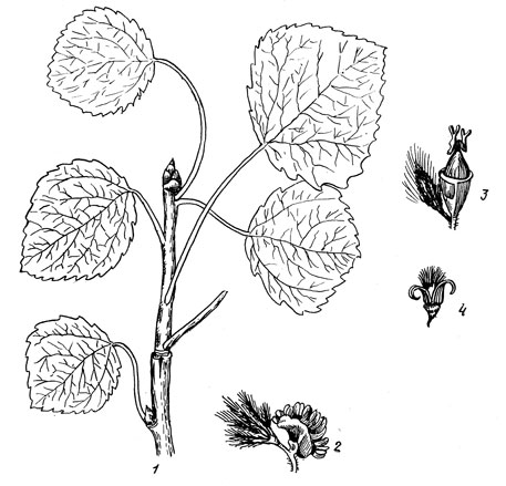 Рис. 49. Осина: 1 - побег с листьями; 2 - мужской цветок; 3 - женский цветок; 4 - раскрывшийся плод