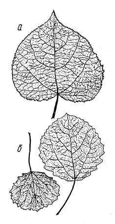 Рис. 72. Листья осины: а - удлиненных; б - укороченных побегов