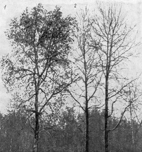 Рис. 73. Два дерева осины, снятые 19 мая: 1 - женское - крона зеленая от многочисленных соплодий; 2 мужское - крона без зелени