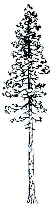   (Pinus ponderosa)