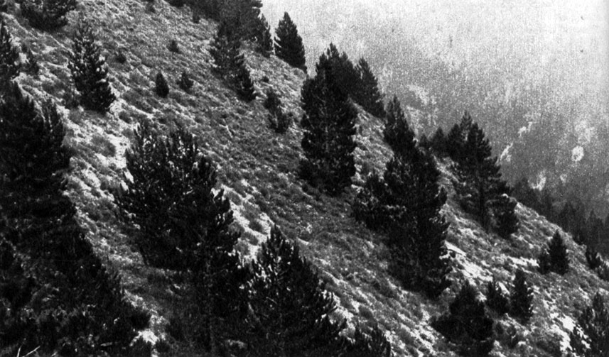 18	          (Pinus heldreichii)