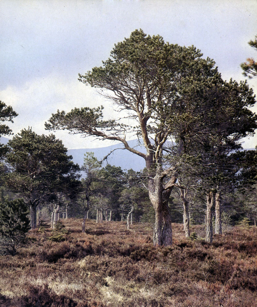               Pinus silvestris.       