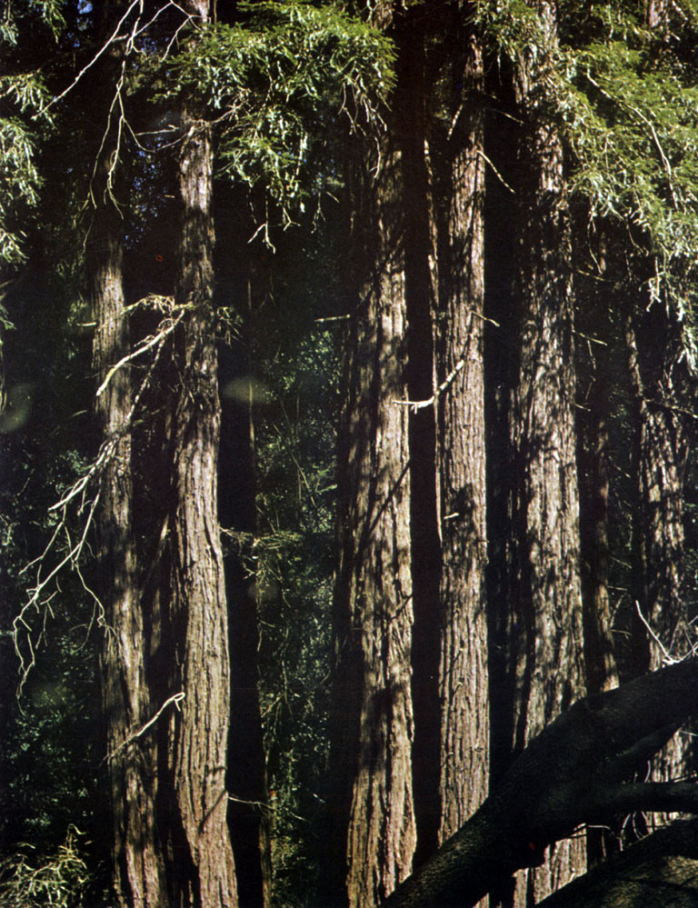   (Sequoia sempervirens)      -
