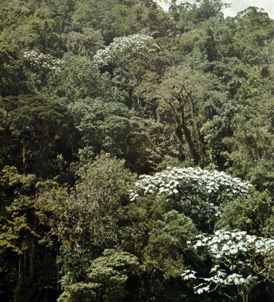        2500    (Cecropia telenitida, . santanderensis)     Podocarpus