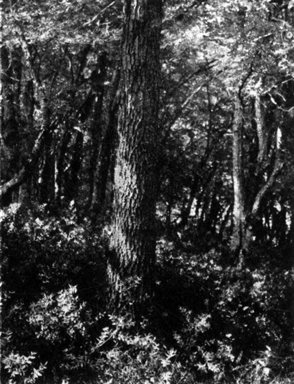 49	         (Quercus pubescens)    (Carpinus orientalis)