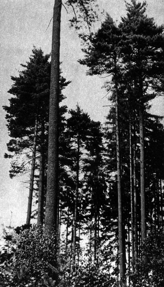 81	  (Pinus strobus)     ,  ,      