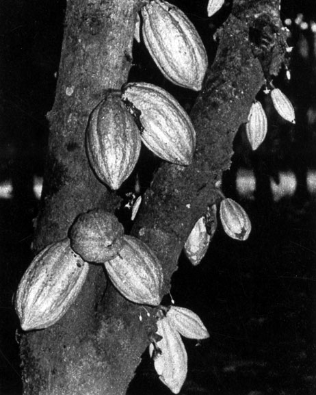 118	   (Theobroma cacao),     ; 