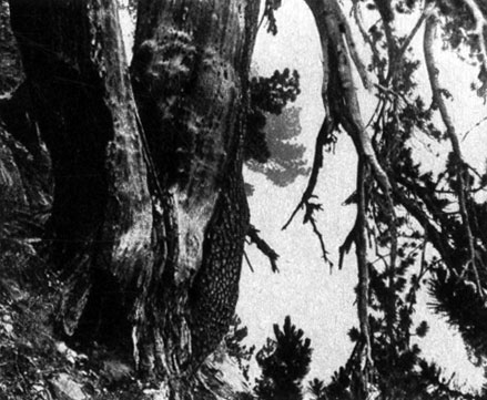 145	  Pinus heldreichii   2000  . . .; , 