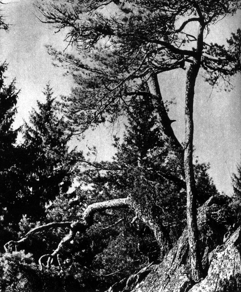 171          (Pinus silvestris)
