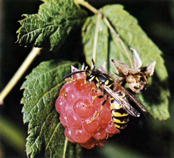    (Rubus idaeus)   -  ;  -     (Vespa vulgaris)