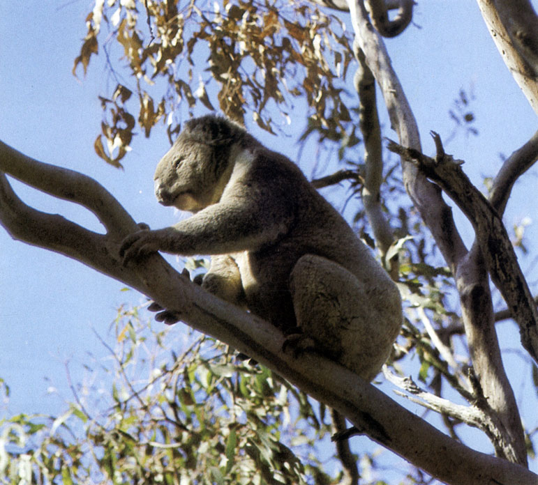   (Phascolarctos cinereus)     (Eucalyptus)