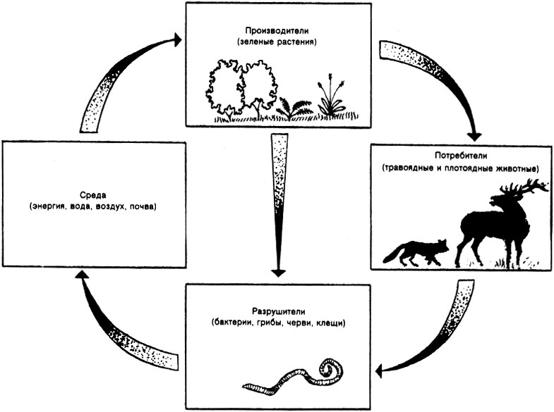 Круговорот веществ в природе – роль круговорота, схема, участники и разрушители