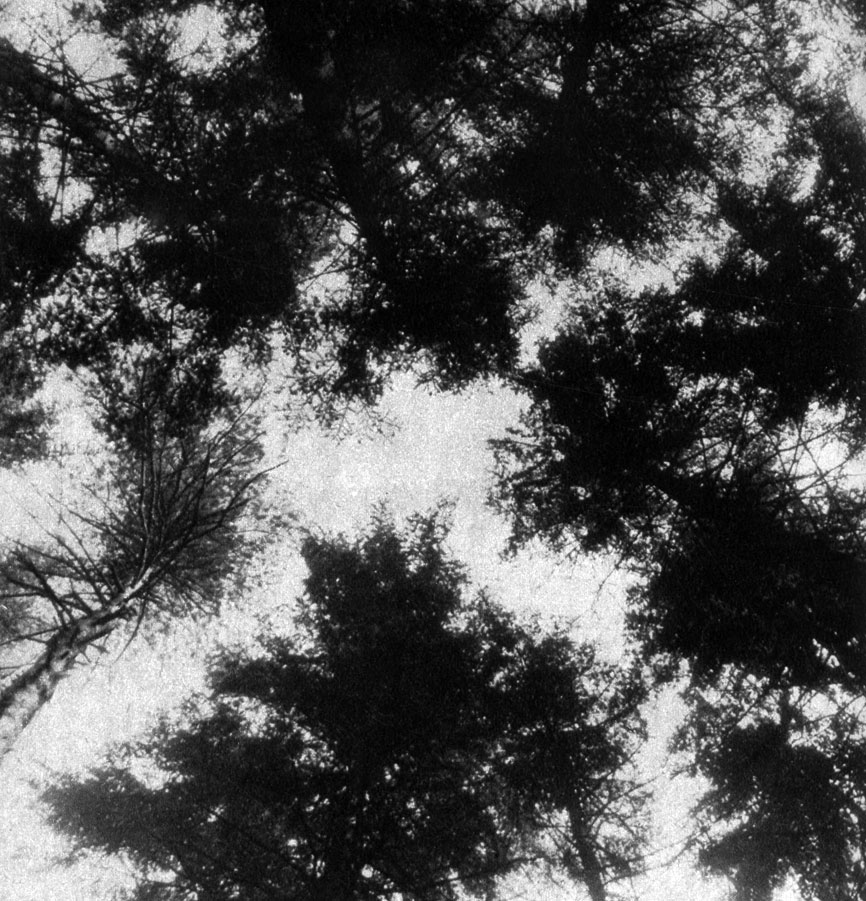 257    :   (Pinus silvestris)    (Picea abies)   