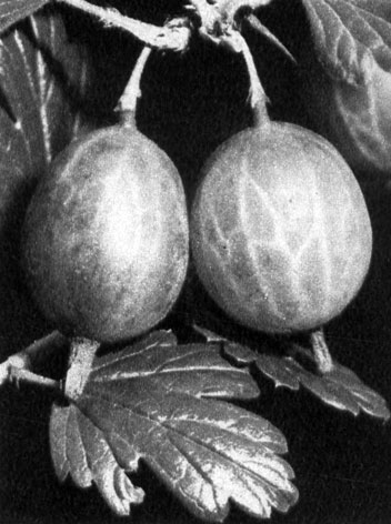 278   ,         (Ribes grossularia)