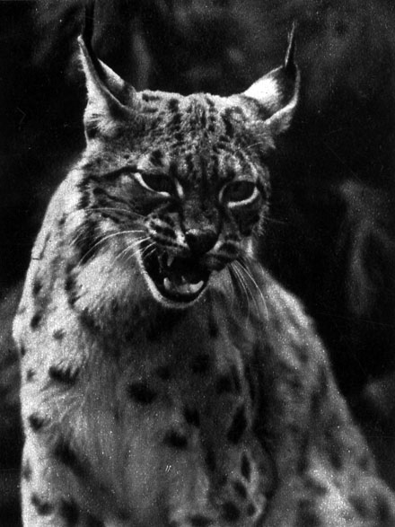 324	      ;   (Lynx lynx) -     