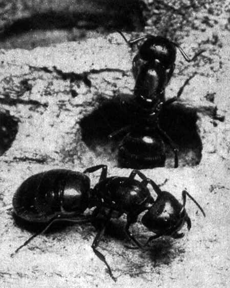 330	 Camponotus ligniperda,      ,     