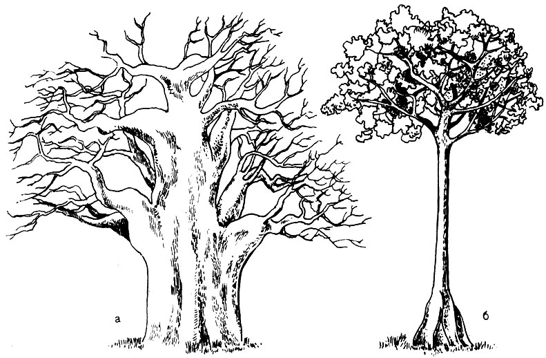 355	     (Adansonia digitata) ()   (Ceiba pentandra) (6)