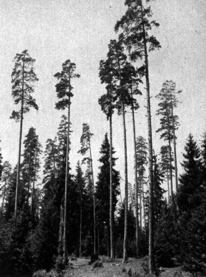 360	      (Pinus silvestris)  ,  ; , 